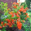 Azalia wielkokwiatowa Mandarin Lights C2 h 30-65 cm : zmniejszona - Zdjęcie №2