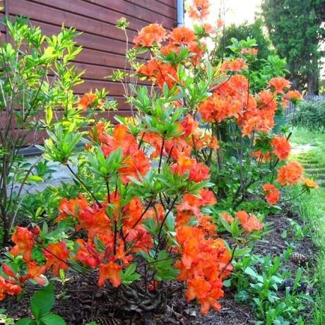 Azalia wielkokwiatowa Mandarin Lights C2 h 30-65 cm - Zdjęcie №2