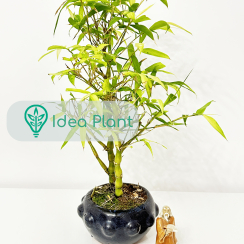 Bonsai Bambus (3 lata) doniczka 13 cm / wysokość rośliny 30 cm