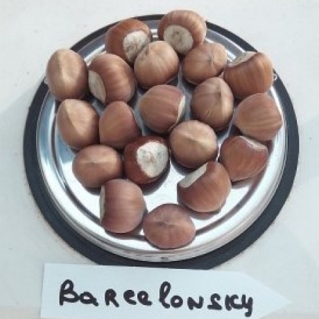Orzech laskowy Barceloński - Zdjęcie №4