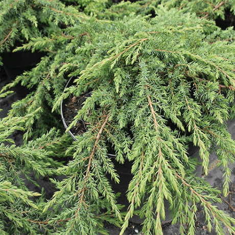 Jałowiec płożący Green Carpet (Juniperus horizontalis) - Zdjęcie №2