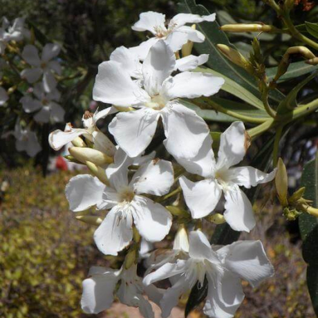 Oleandr 'Czułość' - Zdjęcie №4