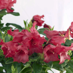 Różanecznik Bengal (rhododendron) C2 h 30-50 cm
