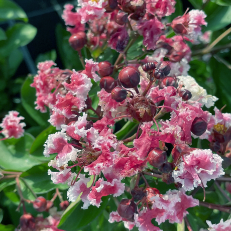 Lagerstroemia indica Berlingot Menthe - Zdjęcie №1