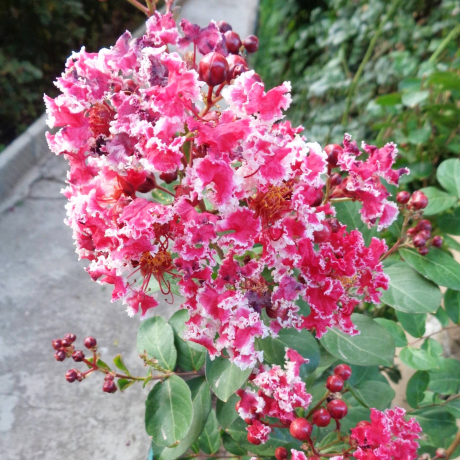 Lagerstroemia indica Berlingot Menthe - Zdjęcie №2