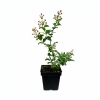 Lagerstroemia indica Berry Dazzle (C2 h 20-35 cm) : zmniejszona - Zdjęcie №2
