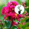 Lagerstroemia indica Berry Dazzle (C2 h 20-35 cm) : zmniejszona - Zdjęcie №1