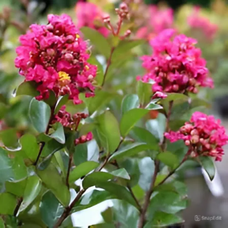 Lagerstroemia indica Berry Dazzle - Zdjęcie №2