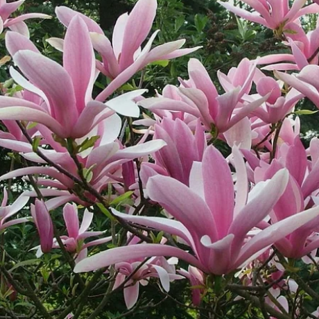 Magnolia hybrydowa George Henry Kern - Zdjęcie №1