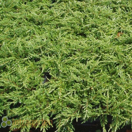 Jałowiec płożący Green Carpet (Juniperus horizontalis) - Zdjęcie №3