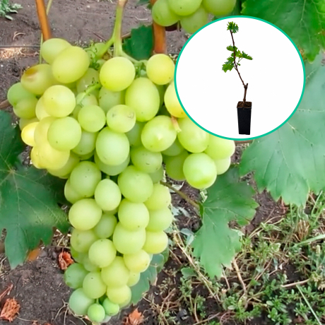 Winogrona białe 'Białosnieżka' (deserowe, wczesna, donica 1.7l) - Zdjęcie №1