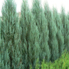 Jałowiec skalny Blue Arrow (Juniperus scopulorum) : zmniejszona - Zdjęcie №2