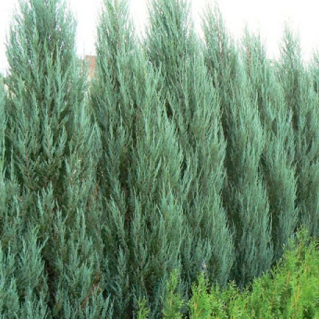 Jałowiec skalny Blue Arrow (Juniperus scopulorum) - Zdjęcie №2