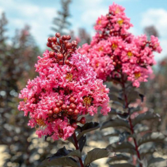 Lagerstroemia indica Black Diamond® Shell Pink