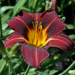 Liliowiec Black Prince (C2)