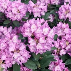 Różanecznik Blurettia (rhododendron) C2 h 30-50 cm