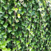 Bluszcz irlandzki Anne Marie (hedera hibernica) : zmniejszona - Zdjęcie №2