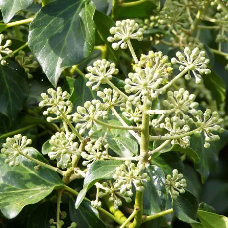 Bluszcz irlandzki Anne Marie (hedera hibernica) - Zdjęcie №1