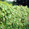 Bluszcz kolchidzki Dentata Variegata (hedera colchica) : zmniejszona - Zdjęcie №3