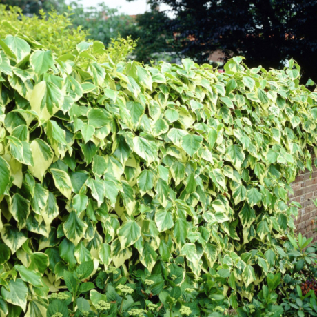 Bluszcz kolchidzki Dentata Variegata (hedera colchica) - Zdjęcie №3