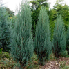 Jałowiec skalny Blue Arrow (Juniperus scopulorum) : zmniejszona - Zdjęcie №1