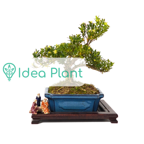 Bukszpan bonsai (11 lat) doniczka 15 cm / wysokość rośliny 25 cm - Zdjęcie №2