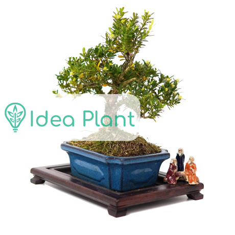 Bukszpan bonsai (11 lat) doniczka 15 cm / wysokość rośliny 25 cm - Zdjęcie №1