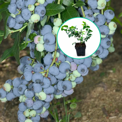 Borówka amerykańska Bluecrop (średnia) (2 letnia) doniczka 2l h 25-45 cm