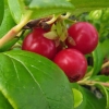 Borówka brusznica Red Pearl : zmniejszona - Zdjęcie №1