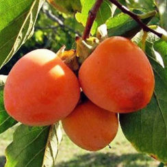 Kaki Bycze Serce (Hurma wschodnia)