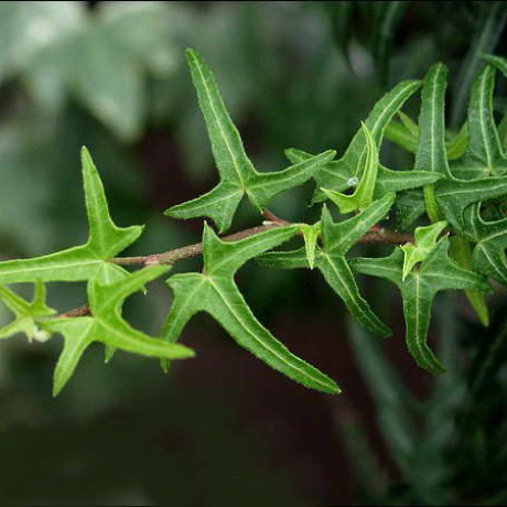 Bluszcz pospolity Sagittaefolia (hedera helix) - Zdjęcie №1