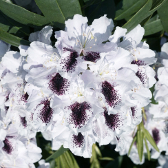 Różanecznik Calsap (rhododendron) C2 h 30-50 cm