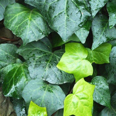 Bluszcz Kanaryjski (hedera canariensis) - Zdjęcie №1