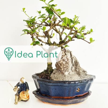 Bonsai Karmona ze skałą (5 lat) doniczka 15 cm / wysokość rośliny 15 cm - Zdjęcie №1