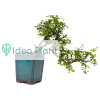 Bonsai Karmona (kaskada) 17 lat doniczka d 12 cm / wysokość rośliny 35 cm : zmniejszona - Zdjęcie №1