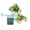Bonsai Karmona (kaskada) 17 lat doniczka d 12 cm / wysokość rośliny 35 cm : zmniejszona - Zdjęcie №2
