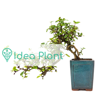 Bonsai Karmona (kaskada) 17 lat doniczka d 12 cm / wysokość rośliny 35 cm - Zdjęcie №3