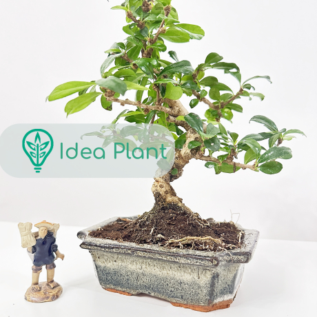 Bonsai Karmona (6 lat) doniczka 16 cm / wysokość rośliny 20 cm - Zdjęcie №1