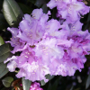 Różanecznik Caroline Allbrook (rhododendron yakushimanum) : zmniejszona - Zdjęcie №1