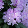 Różanecznik Caroline Allbrook (rhododendron yakushimanum) : zmniejszona - Zdjęcie №2