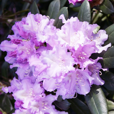 Różanecznik Caroline Allbrook (rhododendron yakushimanum) - Zdjęcie №3