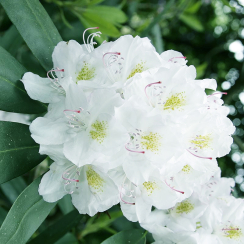 Różanecznik Catawbiense Album (rhododendron) C2 h 30-50 cm