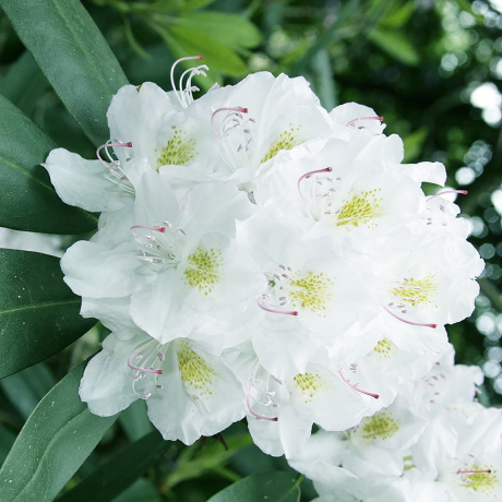 Różanecznik Catawbiense Album (rhododendron) C2 h 30-50 cm - Zdjęcie №1