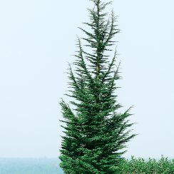 Cedr atlaski 'Pyramidalis'