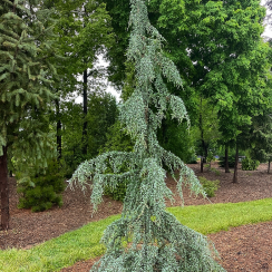Cedr himalajski 'Eisregen'