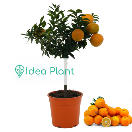 Chinotto (citrus myrtifolia) - Premium w ozdobnej doniczce C1.5 - Zdjęcie №1