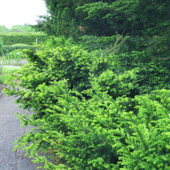Cis Densiformis (taxus media)