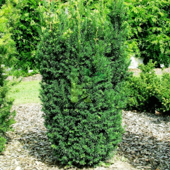 Cis Hillii (taxus media)