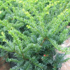 Cis Nana (taxus cuspidata)