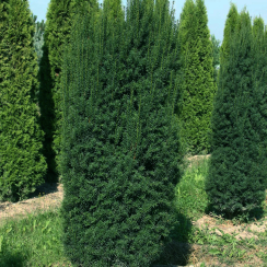 Cis Overeynderi (taxus baccata)